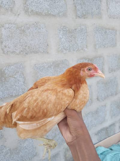 Golden misri hen for sale (03182252554)