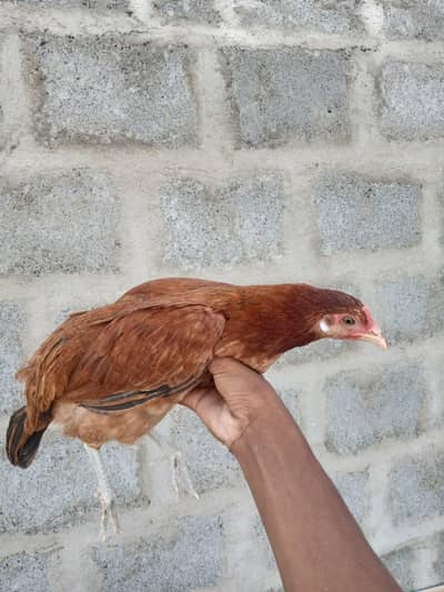 Golden misri hen for sale total 12 pieces (03182252554)
