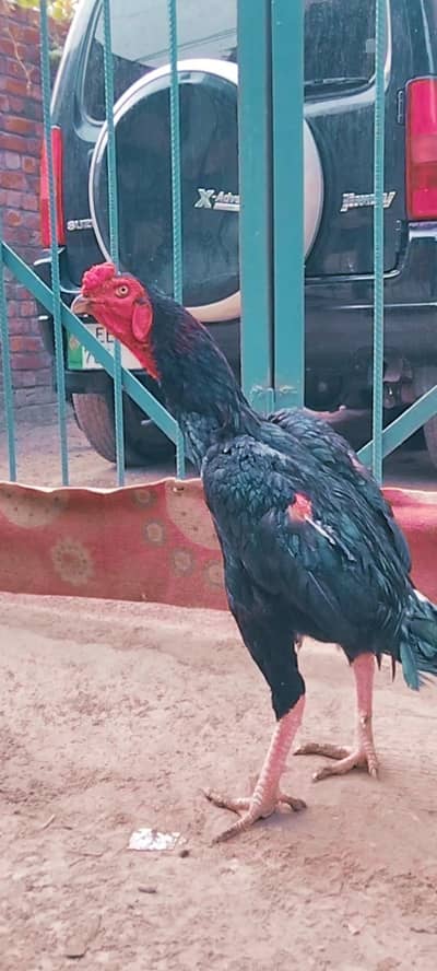 High Quality Aseel Pair available