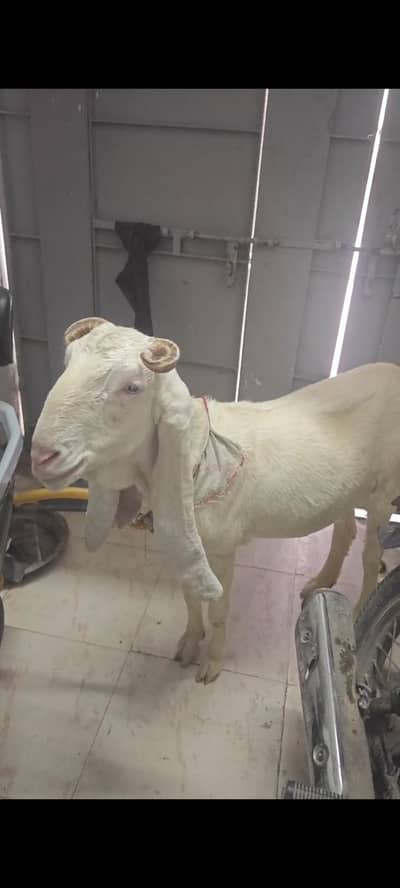 goat gulabi