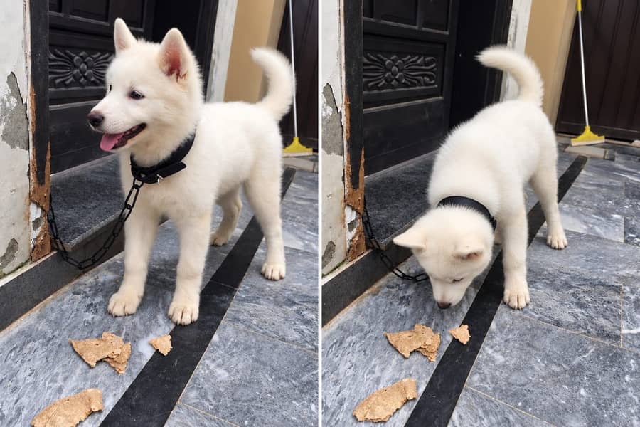 white husky 1