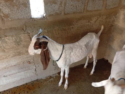 kamroi nasla male