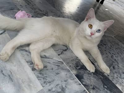 Persian cat