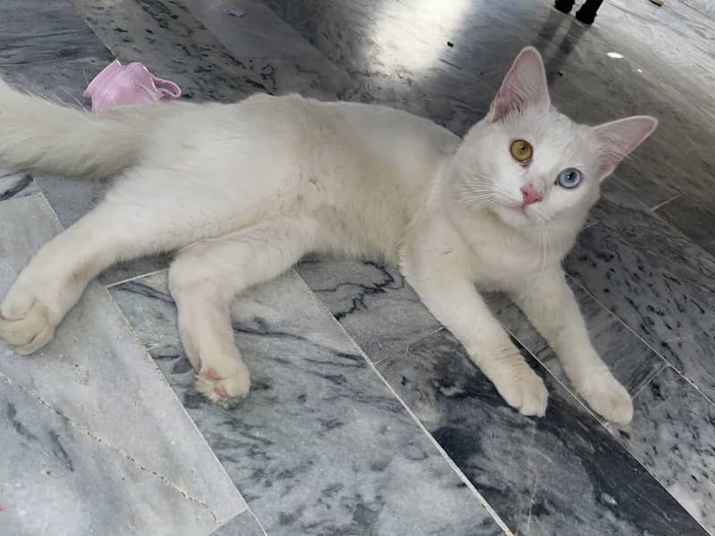 Persian cat 0
