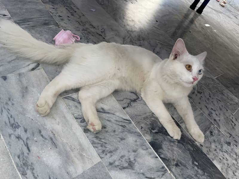 Persian cat 1