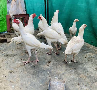 Paper white Heera Aseel pathiyan pathy for sale
