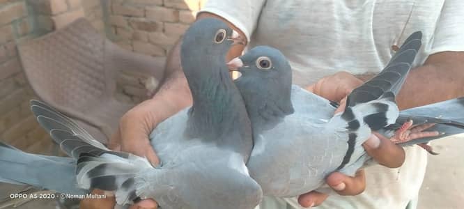 Qasid Pegions