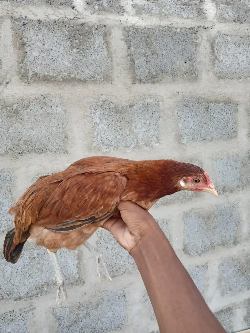 Total 9 Misri hens 03182252554 broker add se dhur rhen — photo 2