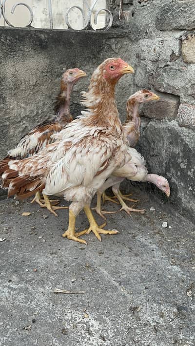 Aseel chiks ma or bap ki pic b mil jay gi hight quality