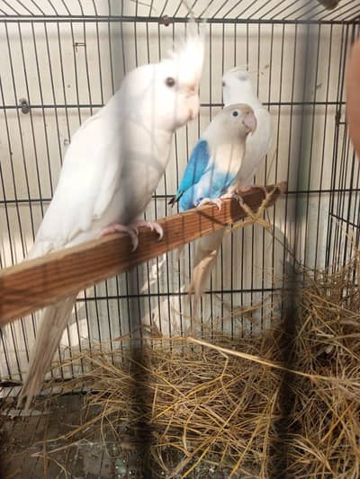 cocktails love bird pair for sale