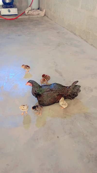 aseel murga and murgi and chick