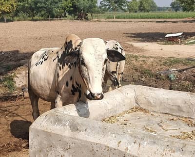 cow for sale