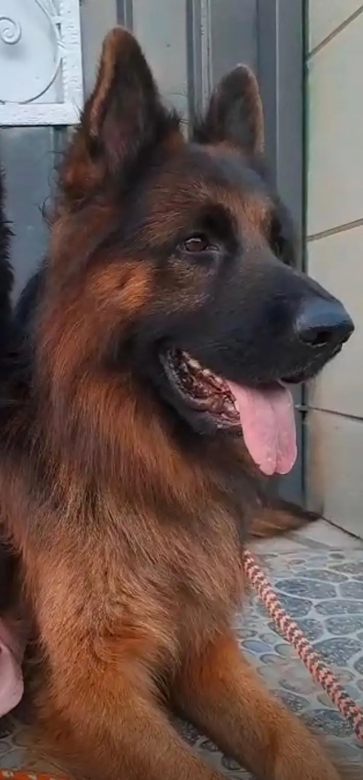 German shepherd puppy |  triple coat long hair | GSD puppy | — photo 5