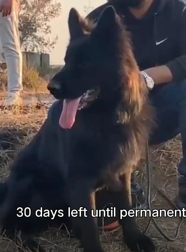 German shepherd puppy |  triple coat long hair | GSD puppy | — photo 6