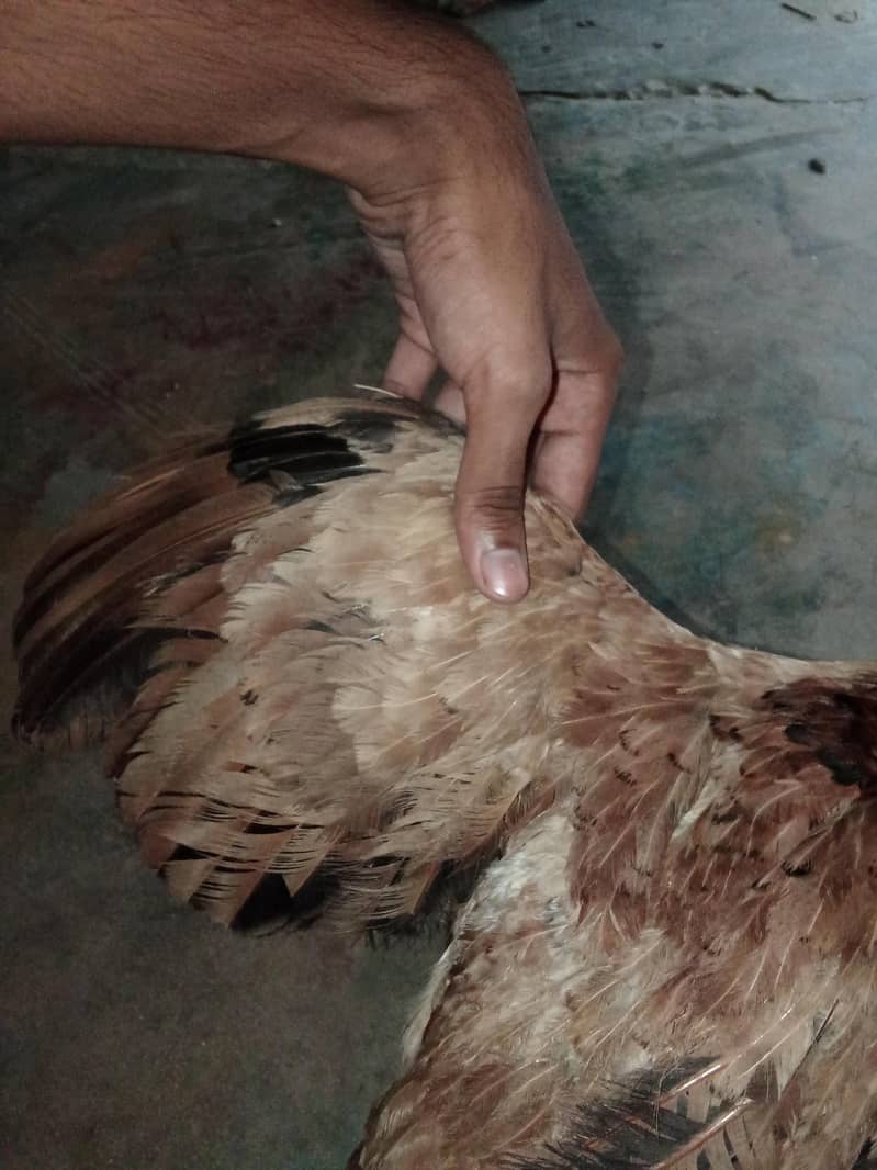 aseel pair 6