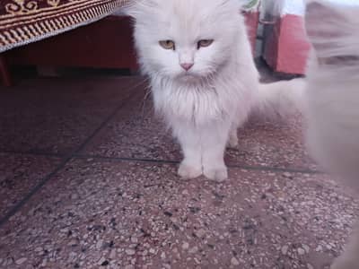 Cute Persian Kittens For Sale