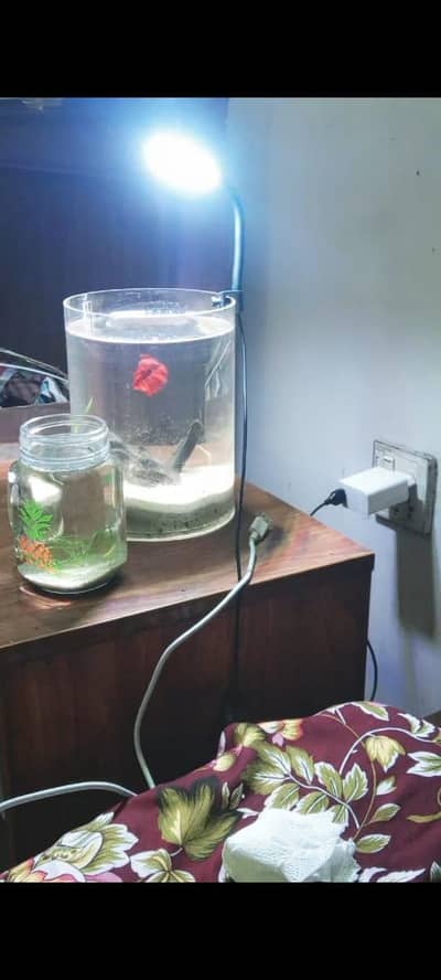cylindrical fish aquarium imported dino fish,fish food, light and wood