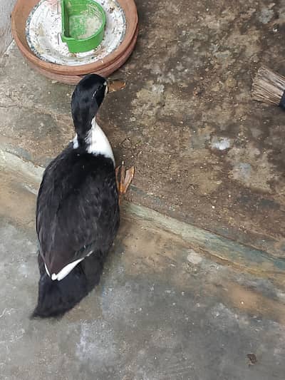 muscovy duck female