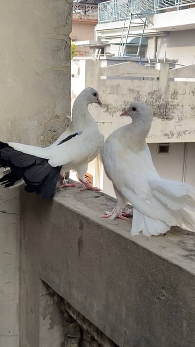 Fancy Lucky Peigons Pair
