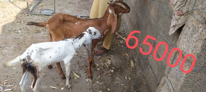 Goats for sale