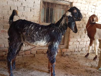 1 Bakra 3 bakrian