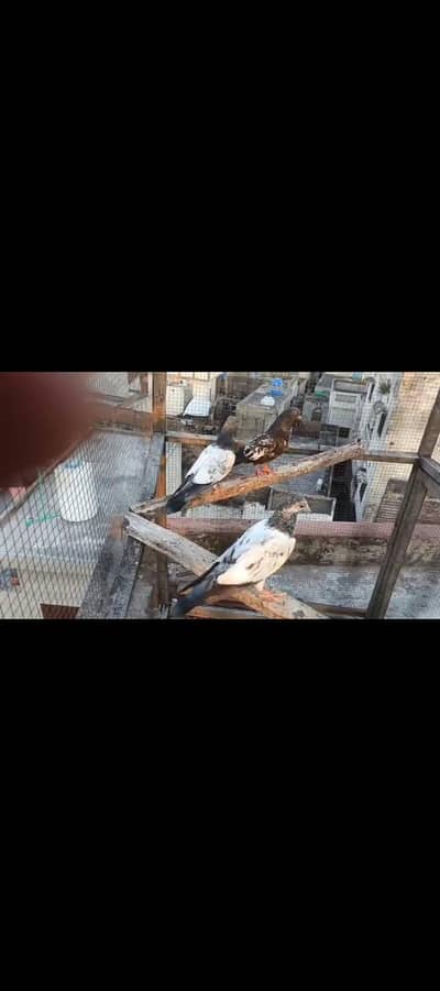 Baby Pigeon For Sale price Final hy