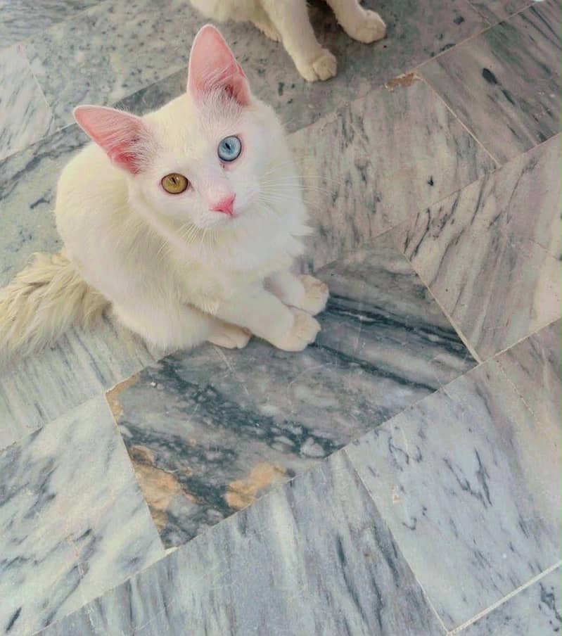 Persian cat 2