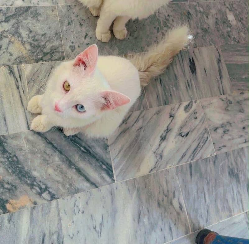 Persian cat 3
