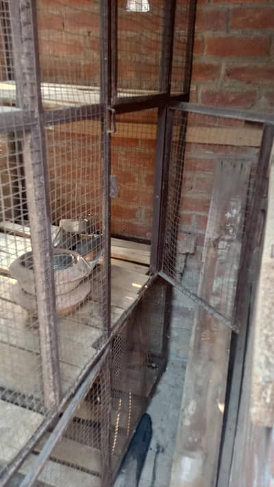 hens cage high quality iron