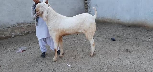 Bakra available for sale call_