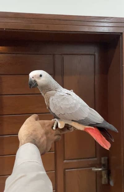 African Grey Full Friendly Hand Tamed x 4 Pieces
