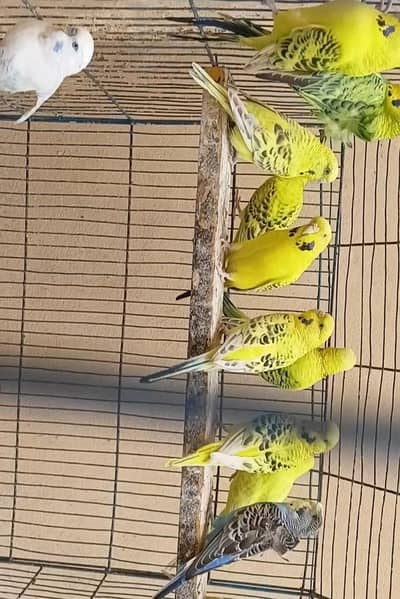 Lemon Tcb