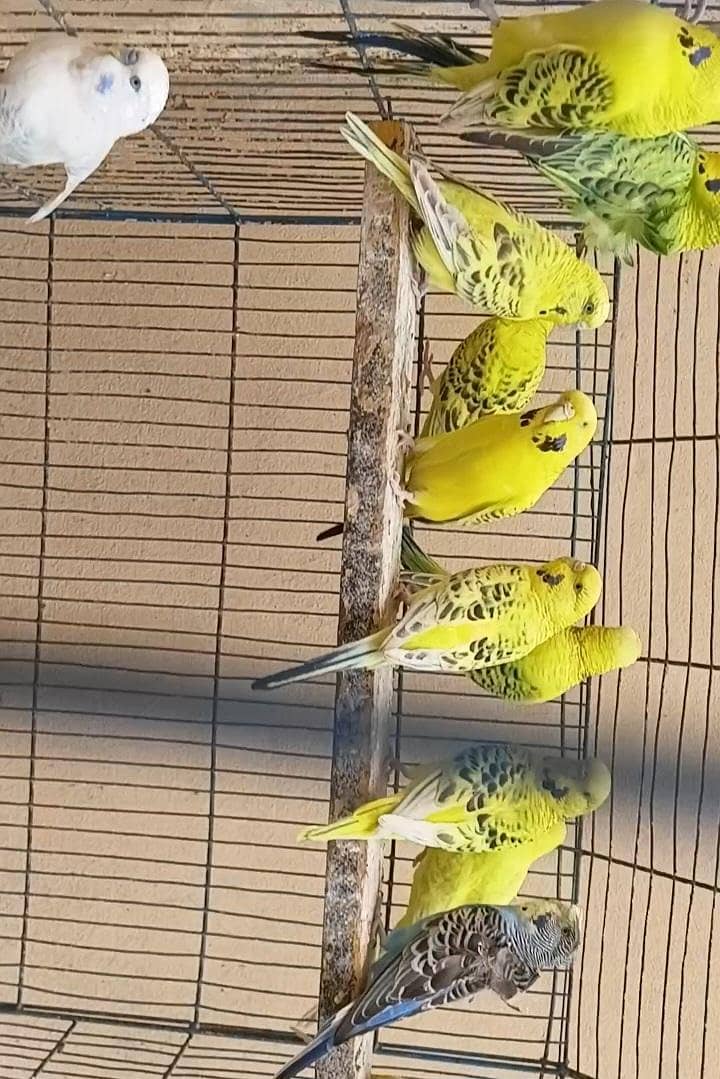 budgies TCb lemon. 0