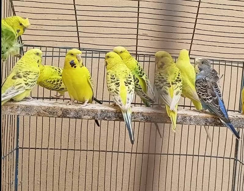 budgies TCb lemon. 2