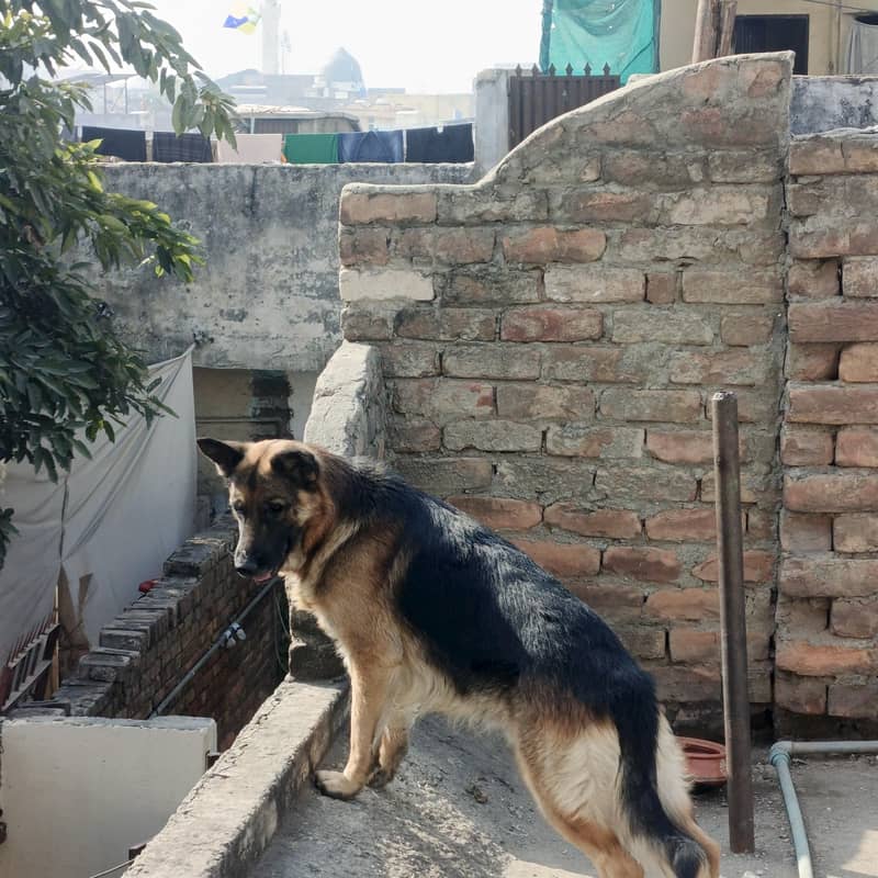 German Shepherd 0