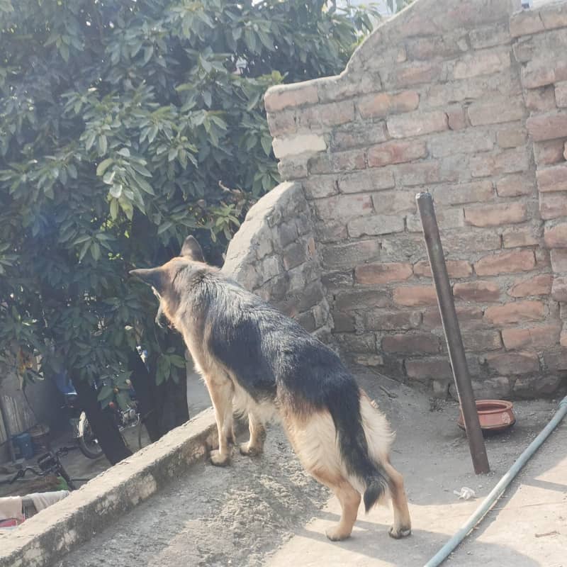 German Shepherd 1