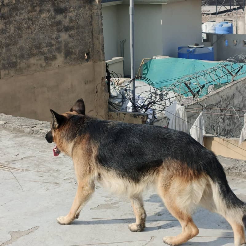 German Shepherd 2