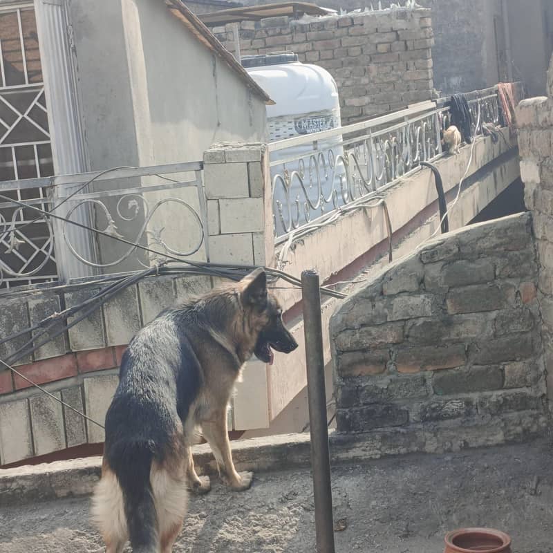 German Shepherd 3