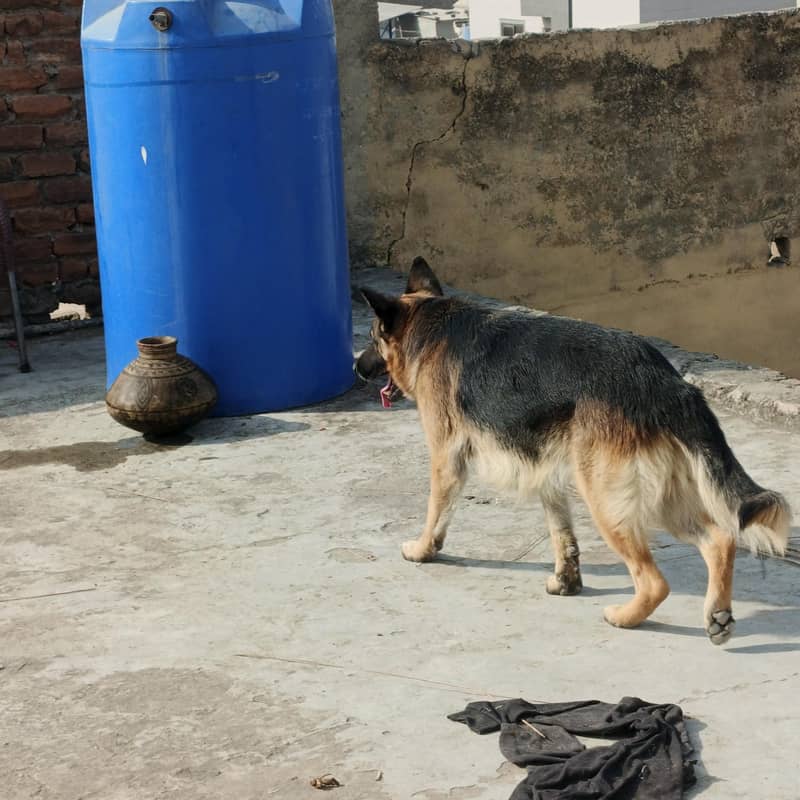 German Shepherd 4