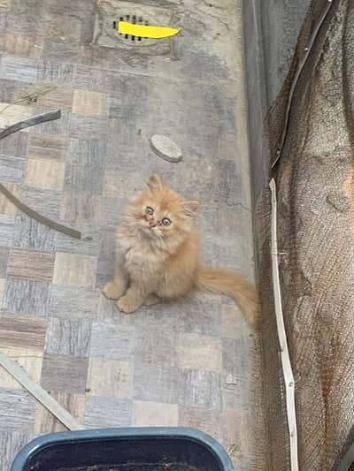 Persian Kitten