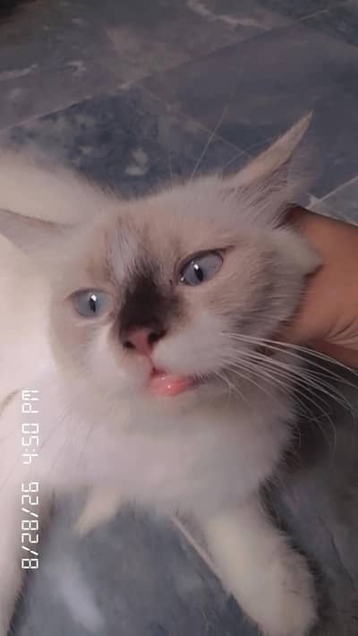 g bahi cat for sale Chowk kumra wala new Multan par aju
