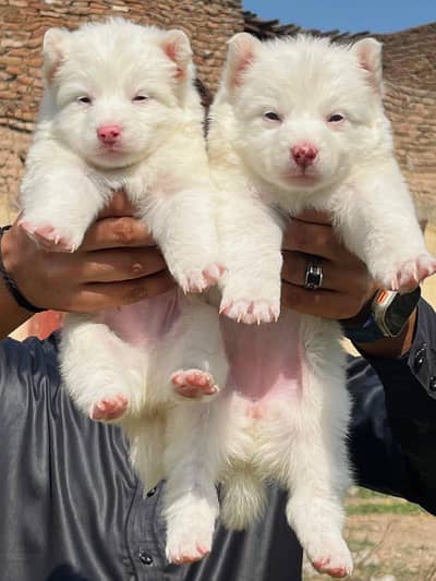 pure Russian puppies pair pink nose blue eyes zero size long caot