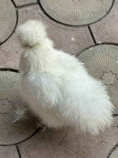 White silky A1 quality