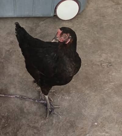  Asil Black Female Hen for Sale – Healthy & Active
