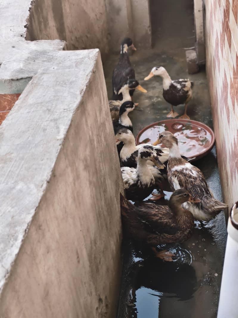Ducks 0