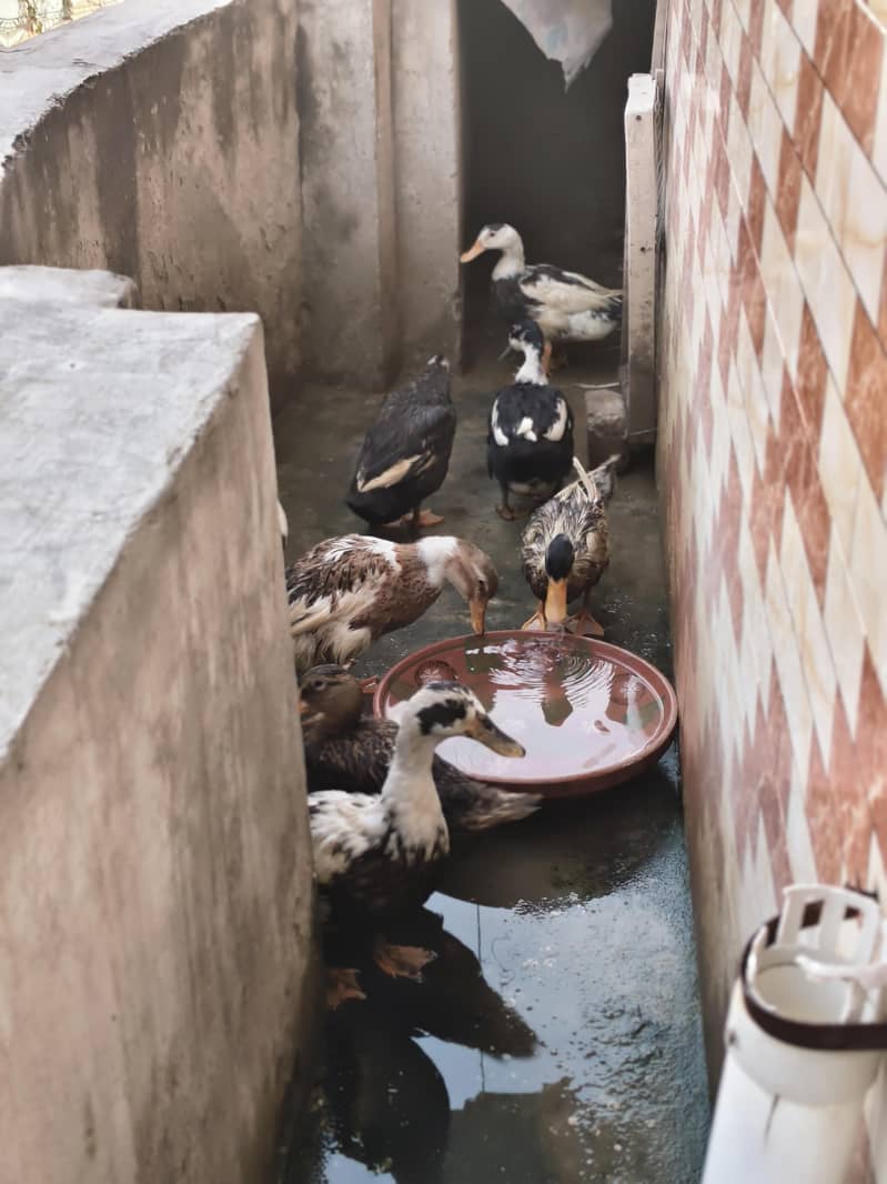 Ducks 1