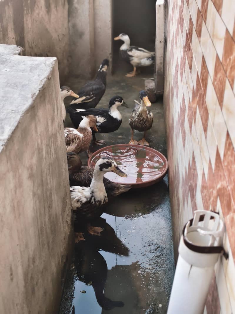 Ducks 2