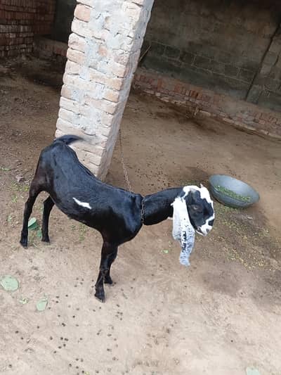Bakri for Sale