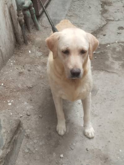 Labrador breeder female for sale