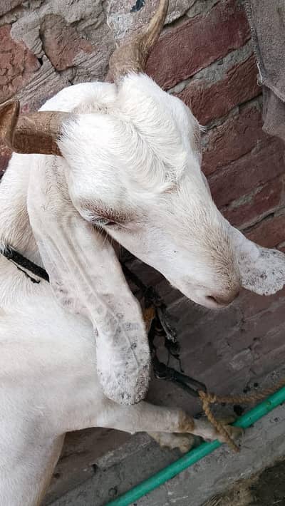 pure rajanpuri Goat (Ghaban)for sale High quality and healthy
